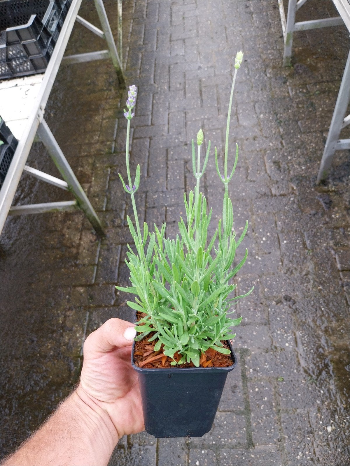 Lavendel 'Hidcote' - Compacte en geurige lavendelplant, Volle zon, Vaste plant, Zomer, Ophalen