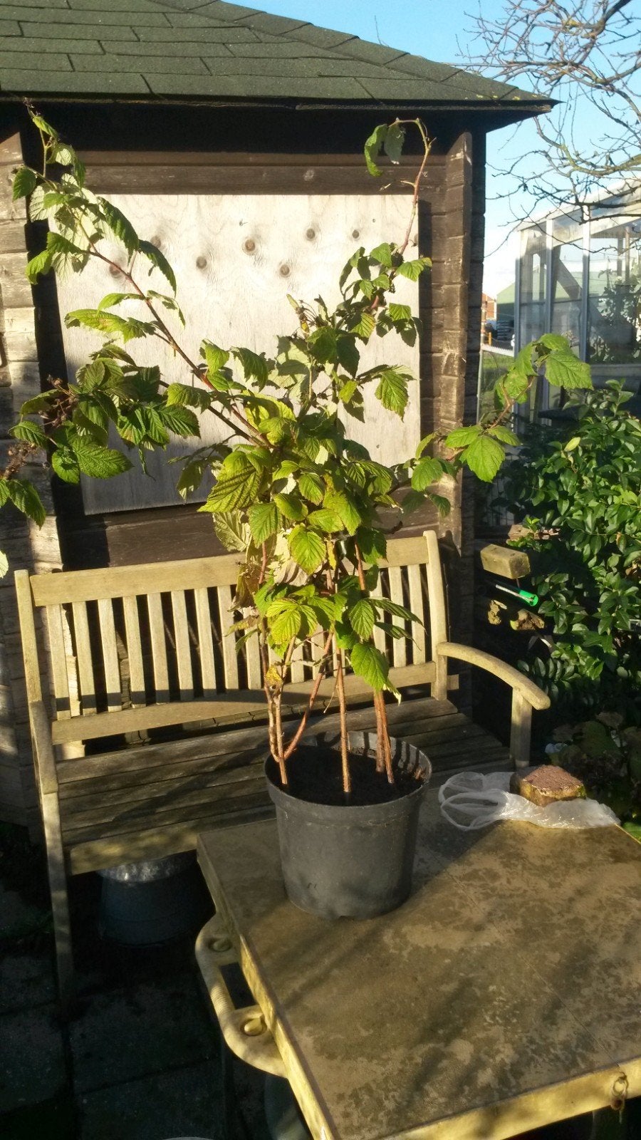 frambozen stekken, Tuin en Terras, Ophalen of Verzenden, Minder dan 100 cm, Overige soorten