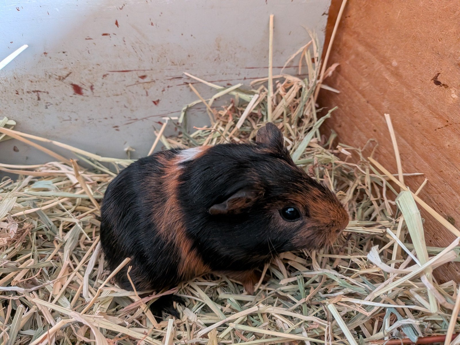 jonge cavia, Dieren en Toebehoren, Cavia, Meerdere dieren, Tam, September