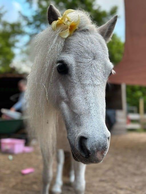 Leuke kinder pony, Dieren en Toebehoren, Pony's, Merrie, Met stamboom, A pony (tot 1.17m), Onbeleerd
