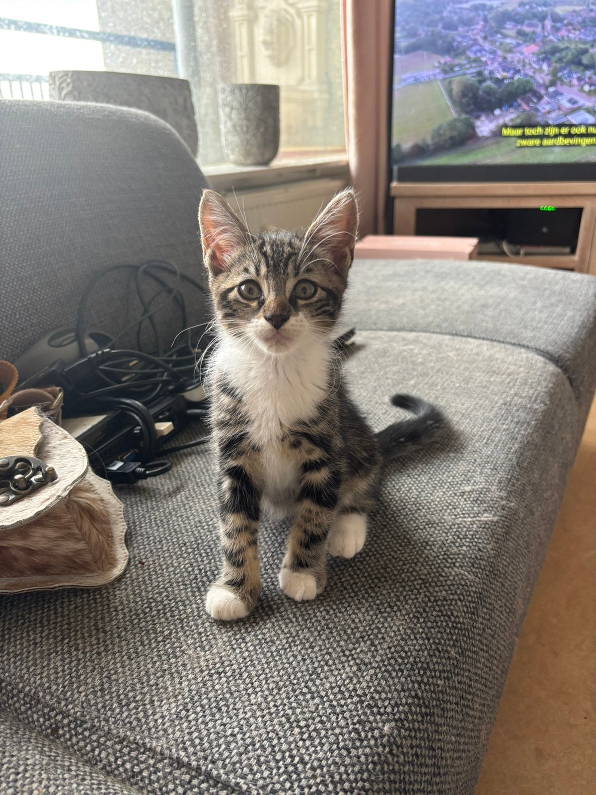 Leuke kittens, Meerdere dieren, Kortharig, 0 tot 2 jaar