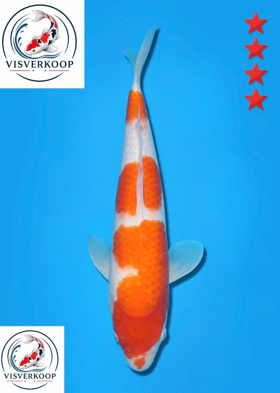 Koi Kohaku., Dieren en Toebehoren, Vissen | Vijvervissen, Karper of Koi
