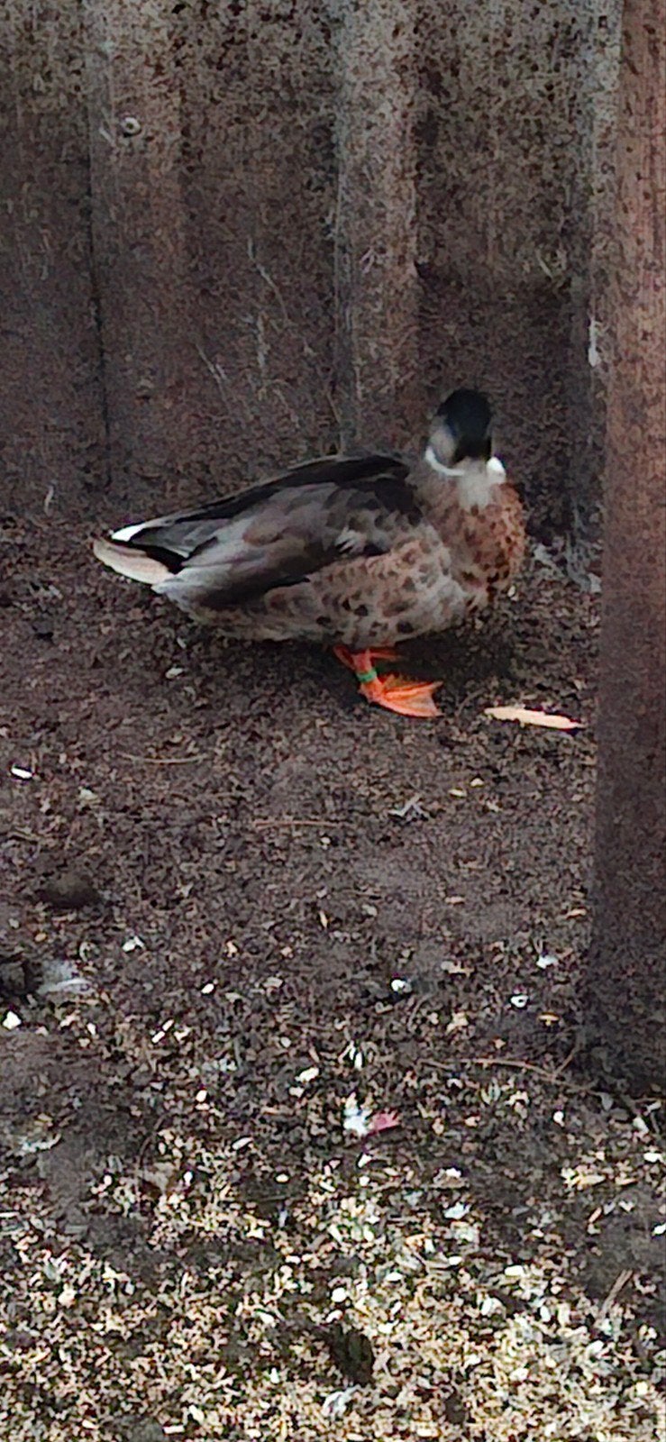 Tekoop 1 kwaker man, Dieren en Toebehoren, Mannelijk