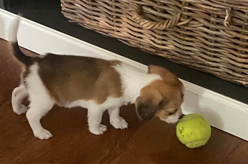 Hele mooie BEAGLE x KOOIKER pup - teefje, Dieren en Toebehoren, Honden | Niet-rashonden, Parvo, Nederland, 8 tot 15 weken, Teef