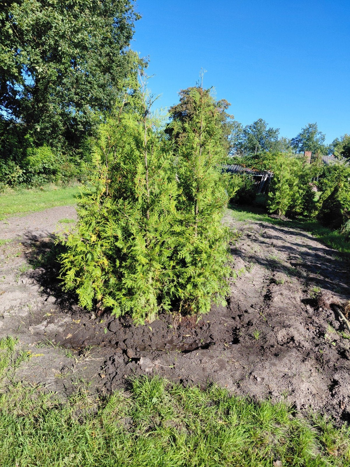 Thuja Brabant Coniferen - 220 cm hoog, dikke kluit, Ophalen of Verzenden