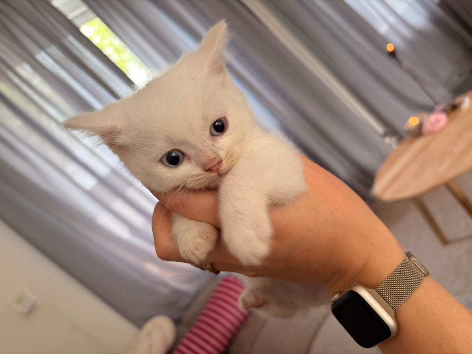 Britse Korthaar/Langhaar kittens zoeken hun gouden mandje 🐾, Dieren en Toebehoren, Meerdere dieren, Langharig, 0 tot 2 jaar