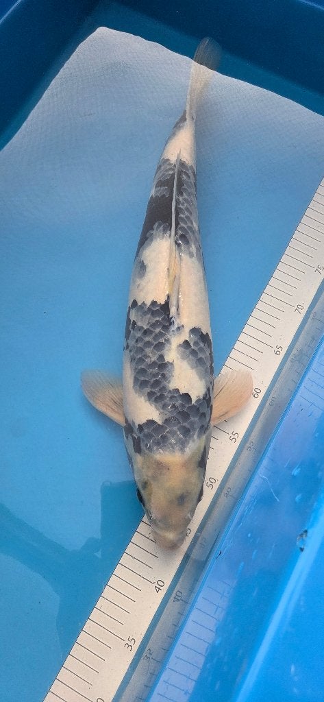 Te koop: Shiro Utsuri koi, Dieren en Toebehoren, Karper of Koi