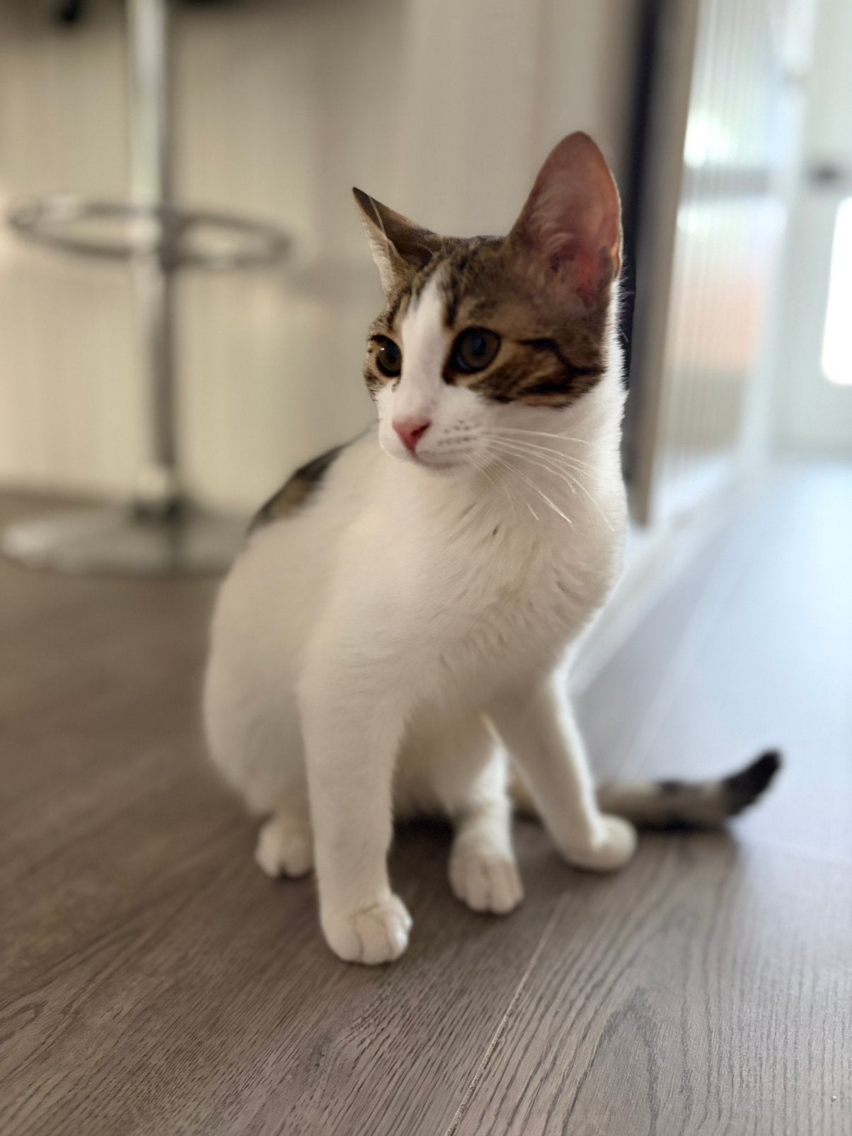 Lieve kitten, Dieren en Toebehoren, Kater, Gechipt, 0 tot 2 jaar