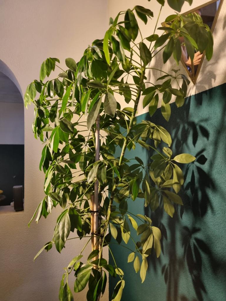Grote Schefflera plant - 125cm hoog, inclusief pot, Huis en Inrichting, Kamerplanten, Ophalen, 100 tot 150 cm, Overige soorten
