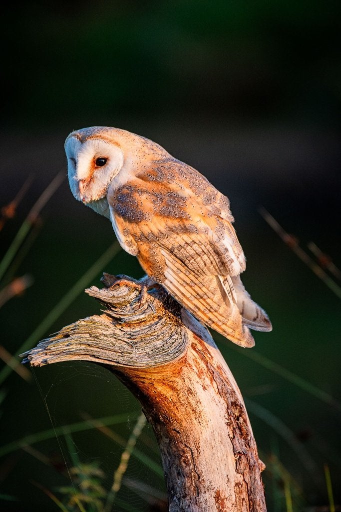 workshop roofvogelfotografie, Diensten en Vakmensen, Hobby of Vrije tijd