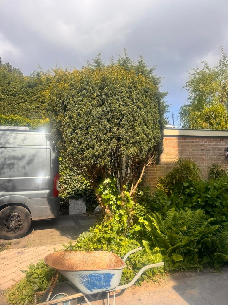 Taxus 2 x gratis op te halen, Tuin en Terras, Planten | Bomen, Ophalen of Verzenden, Bloeit niet, Halfschaduw, Overige soorten