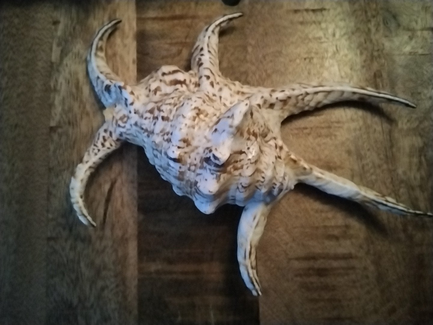 Grote decoratieve zeeschelp - Spider Conch, Ophalen, Zo goed als nieuw