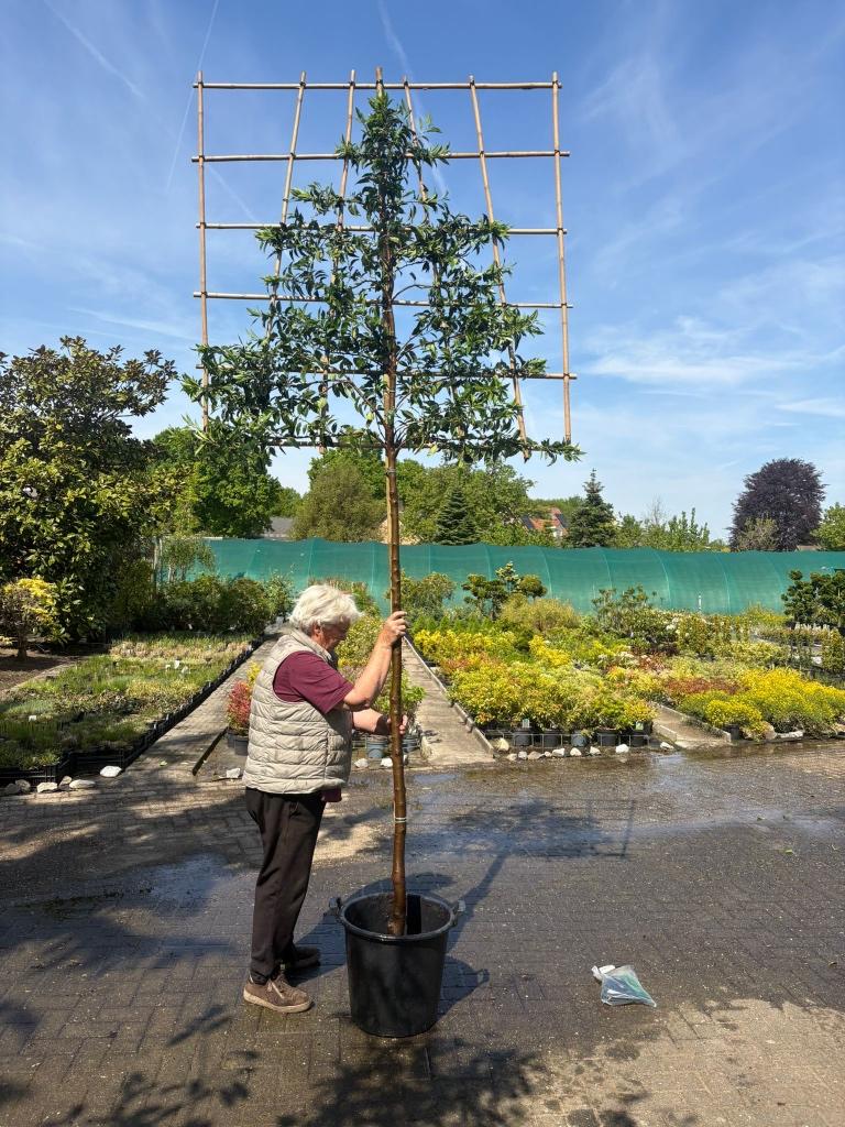Groenblijvende Leibomen Laurier in soorten scherpe prijzen, Leiboom, Halfschaduw, Lente, 250 tot 400 cm