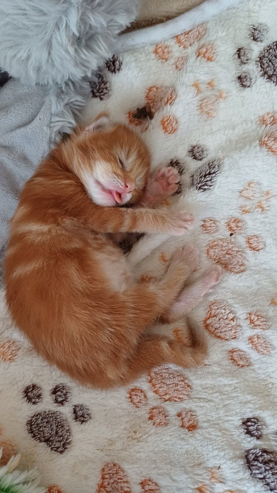 Prachtige Main Coon kitten katertje, Kater, Gechipt, 0 tot 2 jaar