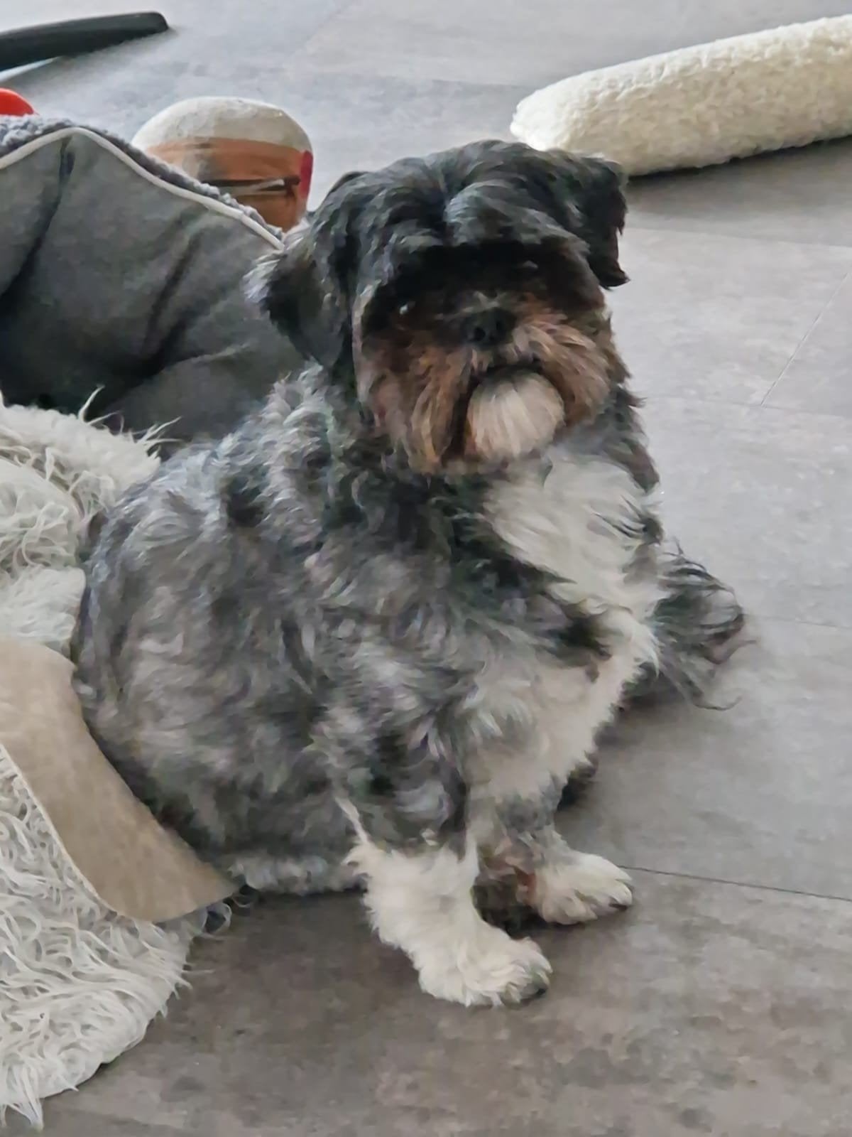 Lief en trouw reutje Buddy (Shih Tzu ) zoekt ervaren baasje, Dieren en Toebehoren, Honden | Chihuahua's en Gezelschapshonden, CDV (hondenziekte)
