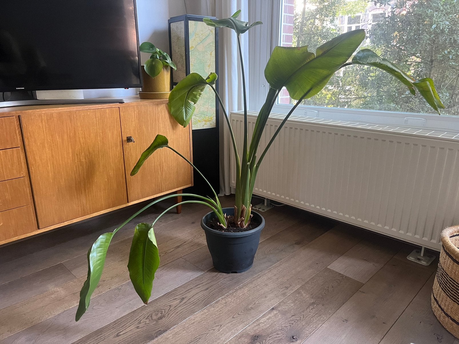 Strelitzia kamerplant, Ophalen, Halfschaduw, Minder dan 100 cm