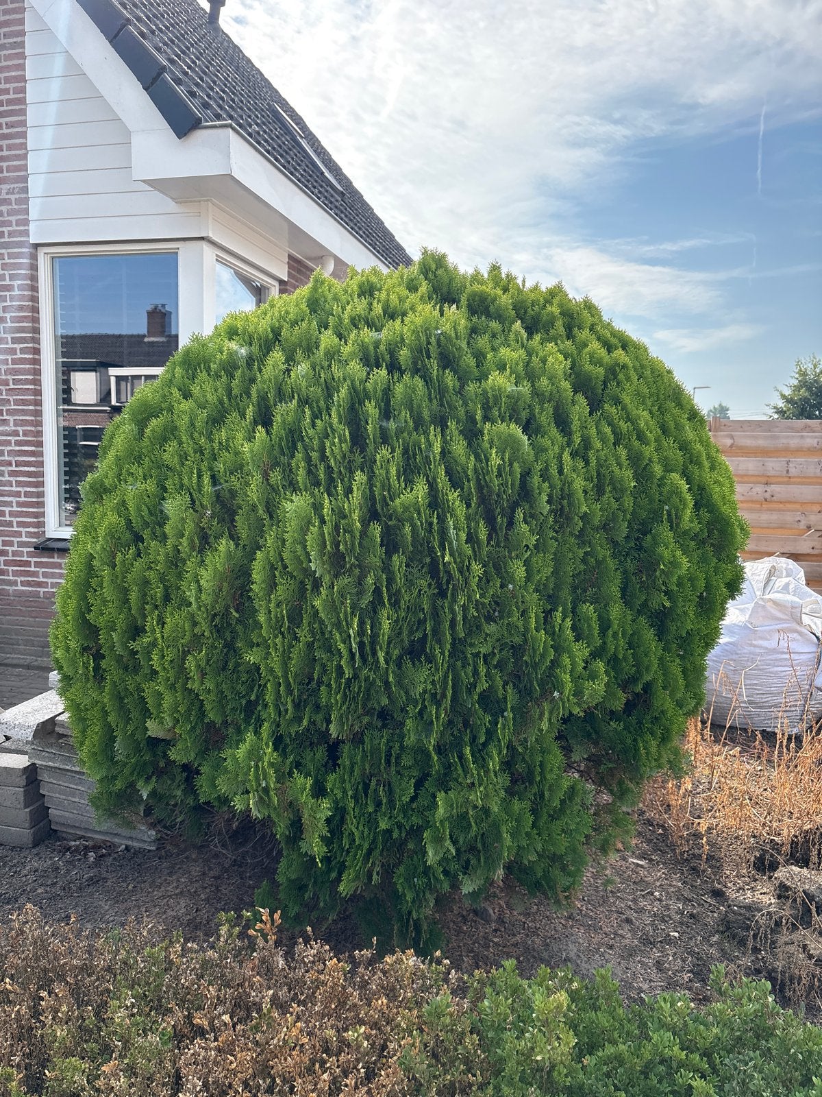 Grote conifeer struik, Tuin en Terras, Ophalen of Verzenden, Conifeer, Struik, 250 cm of meer