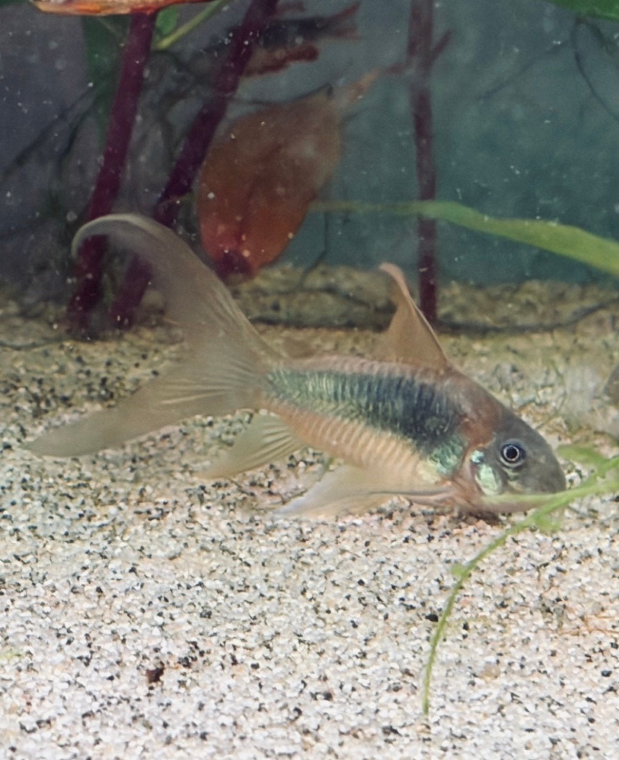Kweekgroep zeldzame Corydoras aeneus green longfin / sluier, Dieren en Toebehoren, Vis, Zoetwatervis, Schoolvis