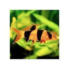 clownbotia €9,95, Dieren en Toebehoren, Vissen | Aquariumvissen, Vis, Zoetwatervis
