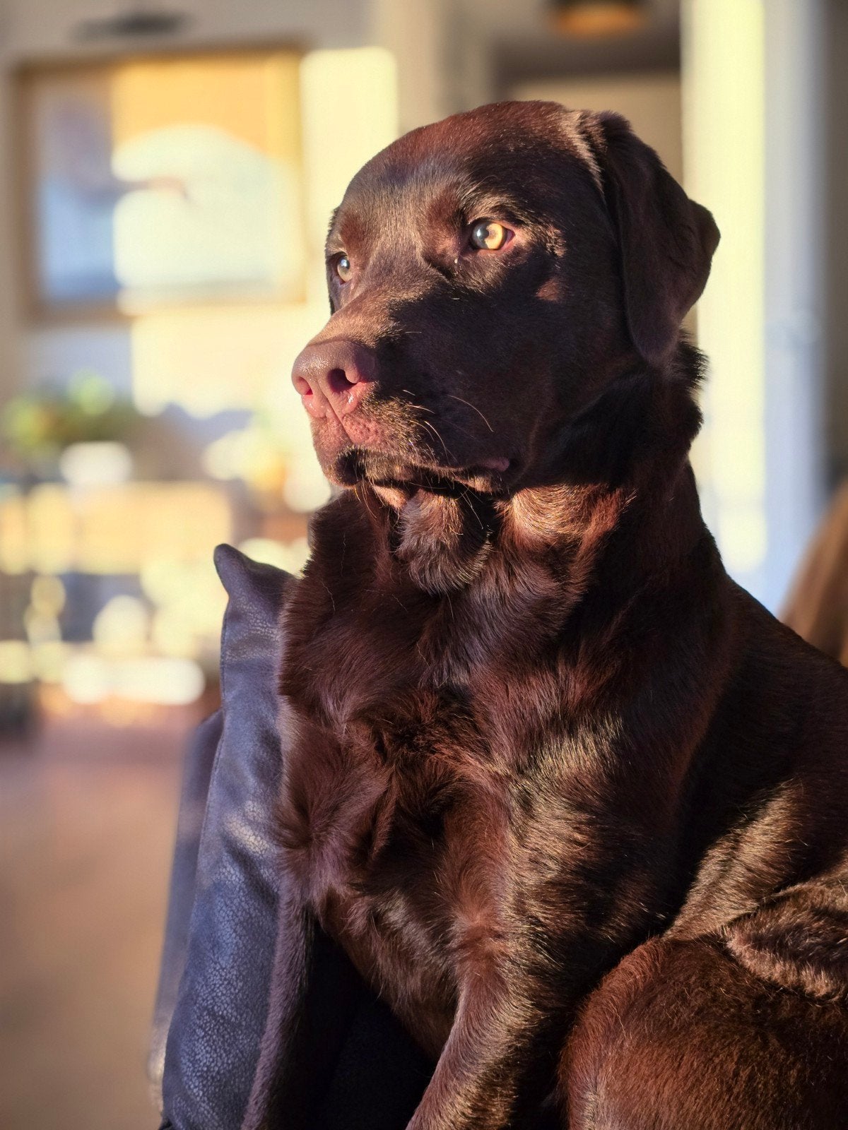 Superlieve Labrador-ON HOLD-, Reu, 1 tot 2 jaar, Labrador retriever, Parvo