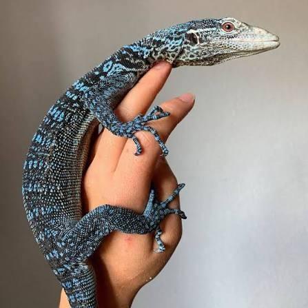 Varanus macraei gezocht(jong), Amfibie, 0 tot 2 jaar