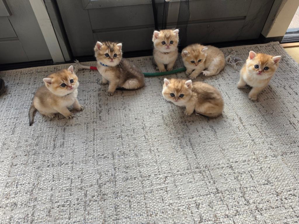 Britse korthaar kittens black golden shaded BKH, Meerdere dieren, Ontwormd, 0 tot 2 jaar