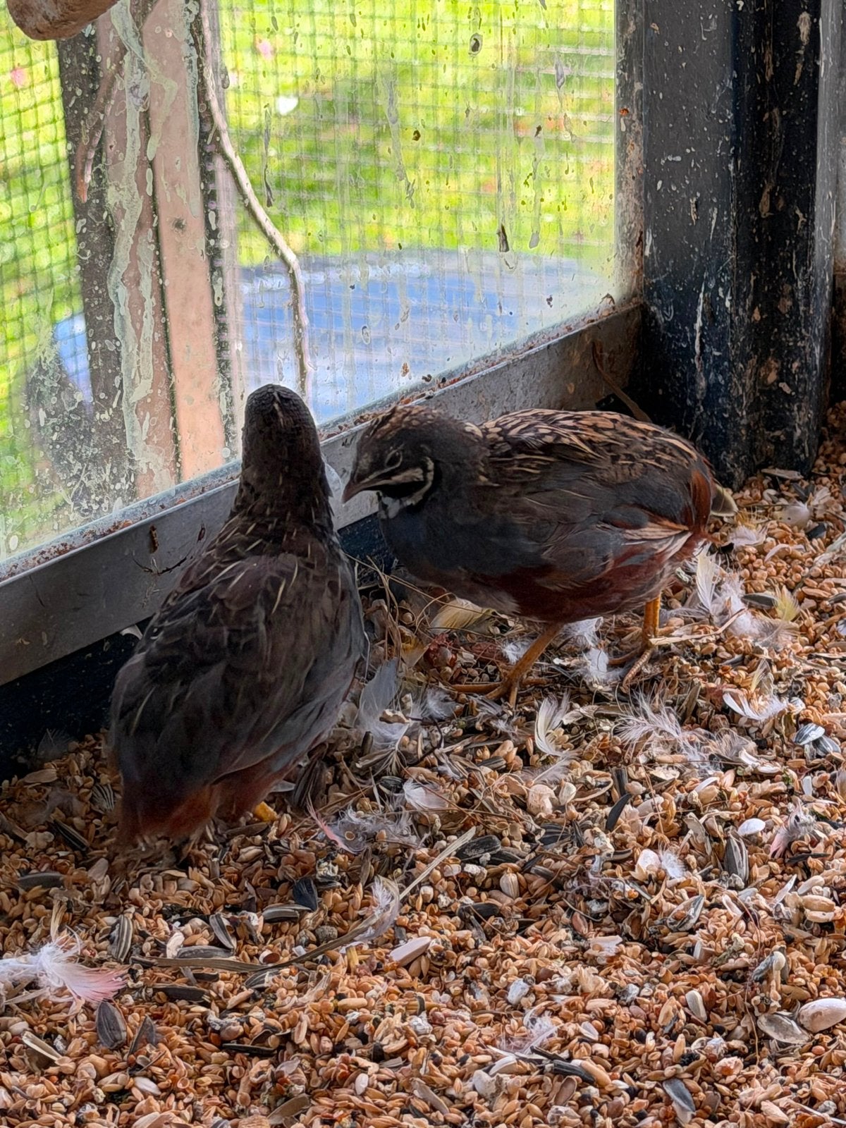 Dwergkwartel man 3x, Dieren en Toebehoren, Mannelijk, Eend