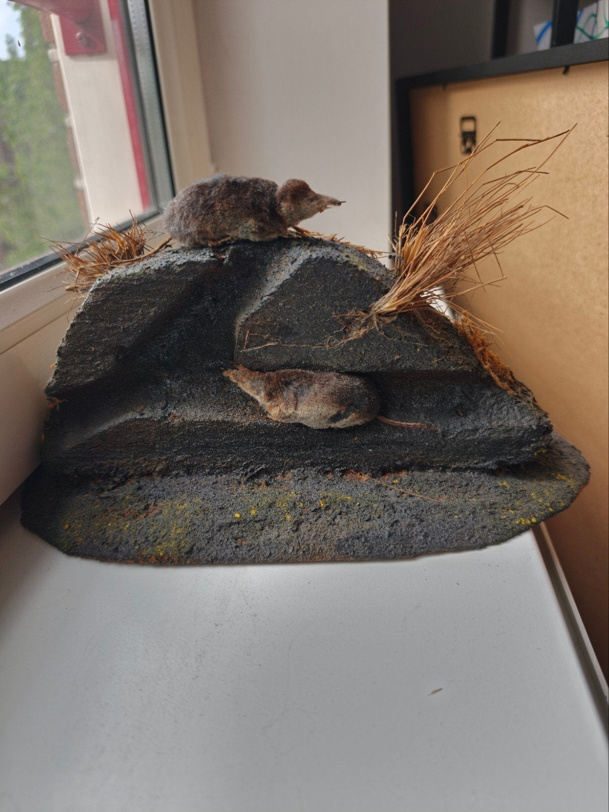 Vintage taxidermy spitsmuizen (2 stuks) op rotsdiorama, Ophalen