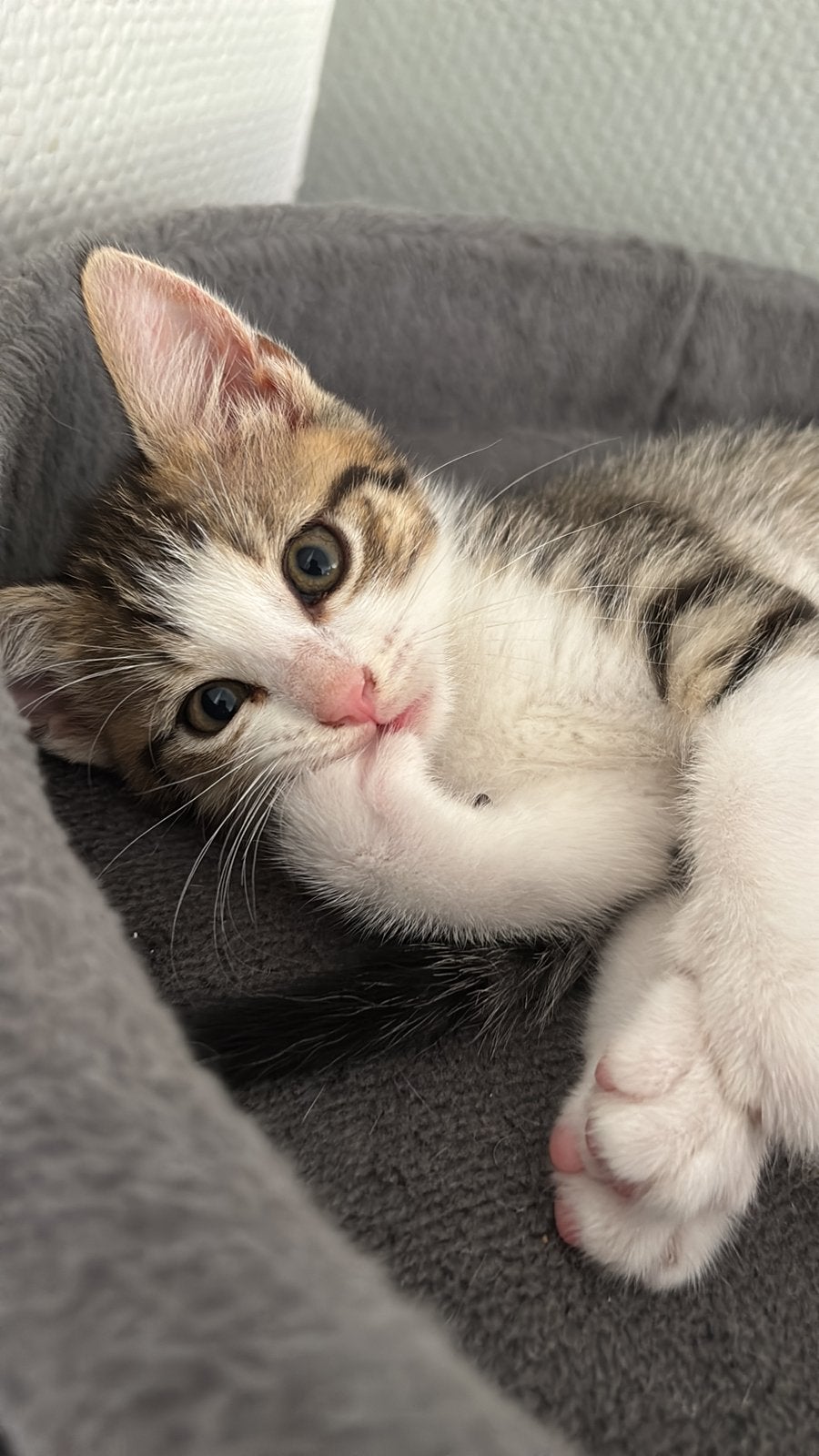 Nog 2 prachtige en superlieve kittens, Meerdere dieren