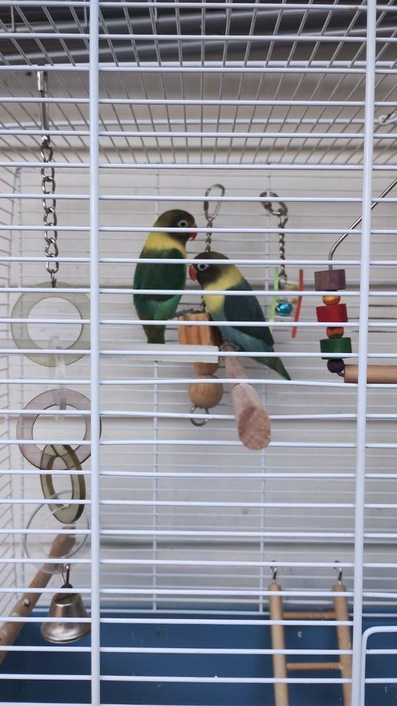 Twee jonge agapornis, Dieren en Toebehoren, Dwergpapegaai of Agapornis