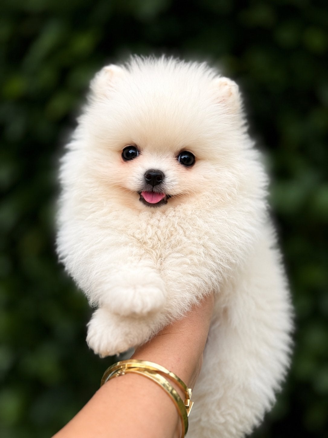 Pomeranian/pomeriaan reu zoekt nog zijn gouden mandje!, Dieren en Toebehoren, Honden | Poolhonden, Keeshonden en Oertypen, Keeshond