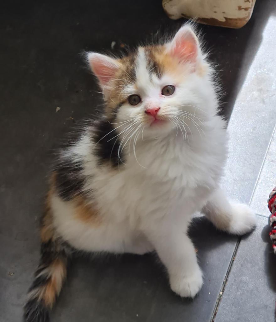 Ragdoll kruising langharig, Dieren en Toebehoren, Katten en Kittens | Raskatten | Langhaar, Meerdere dieren