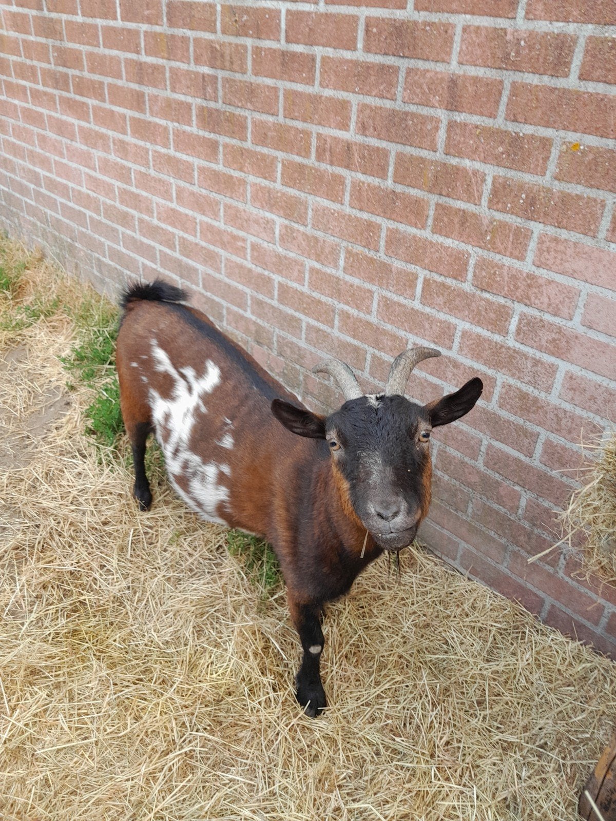 Bonte dwerggeit, Dieren en Toebehoren, Schapen, Geiten en Varkens, Vrouwelijk, Geit, 6 jaar of ouder