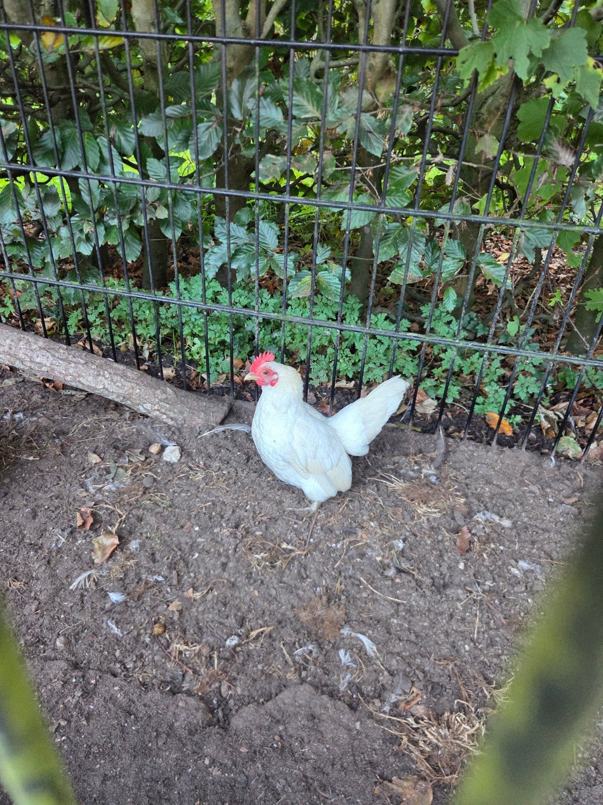 5x Hennen krielkipjes., Vrouwelijk, Kip