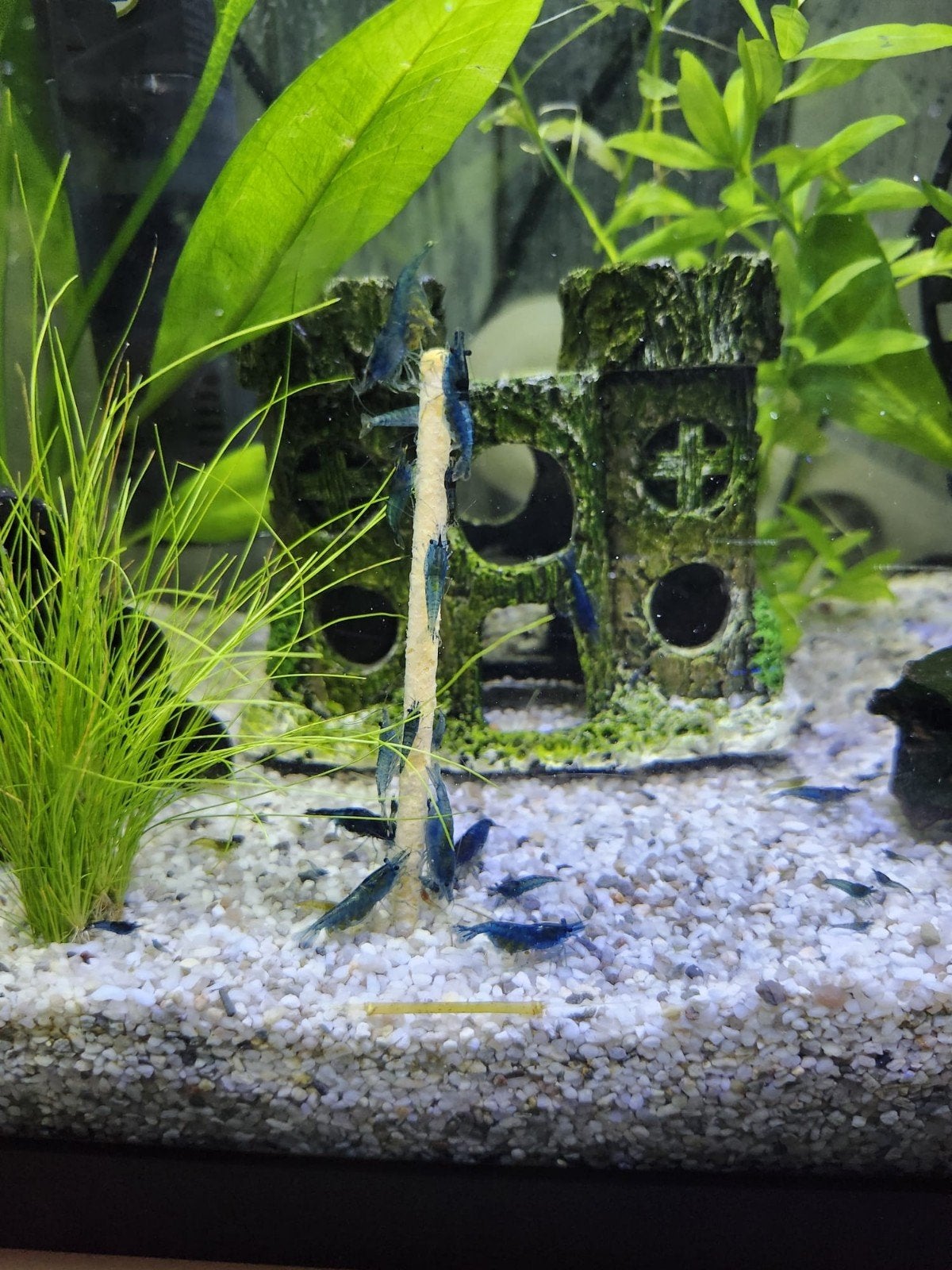 garnalen baby blauw, Kreeft, Krab of Garnaal