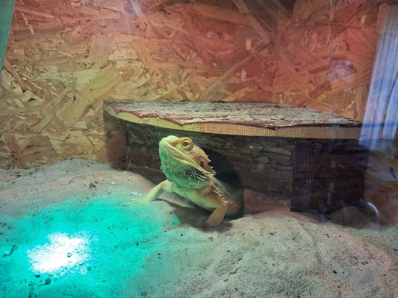 Hele baardagaam hobby te koop ( GOED LEZEN ) Bearded Dragon photo 8