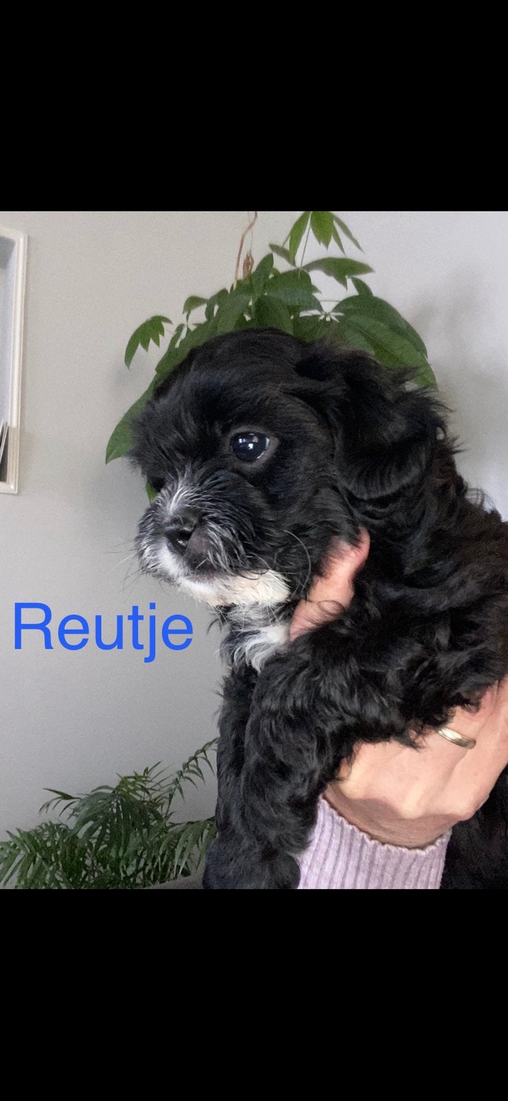 Shihpoo pups (nog 1 reutje), Dieren en Toebehoren, Overige rassen, 8 tot 15 weken, Teef, Meerdere