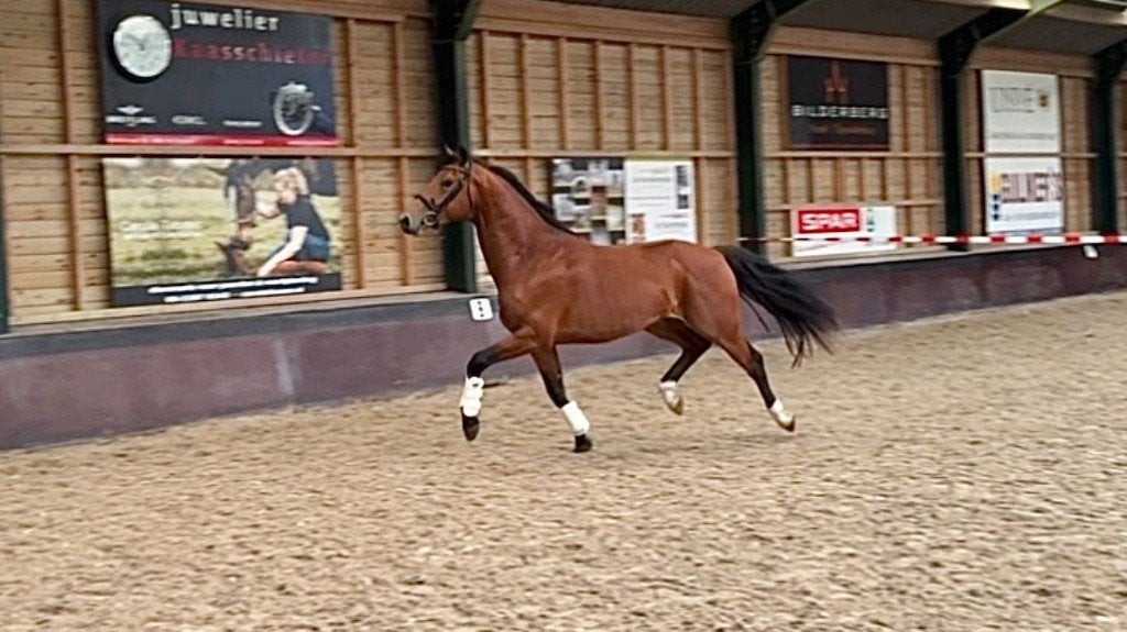 3 jarige KWPN hengst Florida TN x Uphill x Jazz, Met stamboom, Dressuurpaard, Hengst, 3 tot 6 jaar