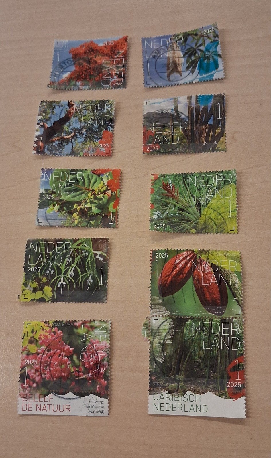 flora st Eustatius 2025, Ophalen of Verzenden