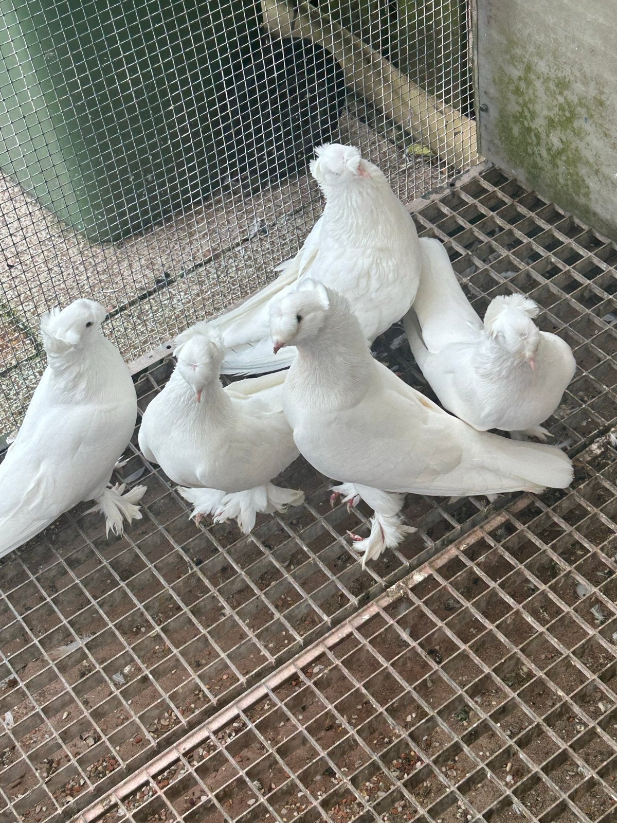 Takla duıven, Dieren en Toebehoren