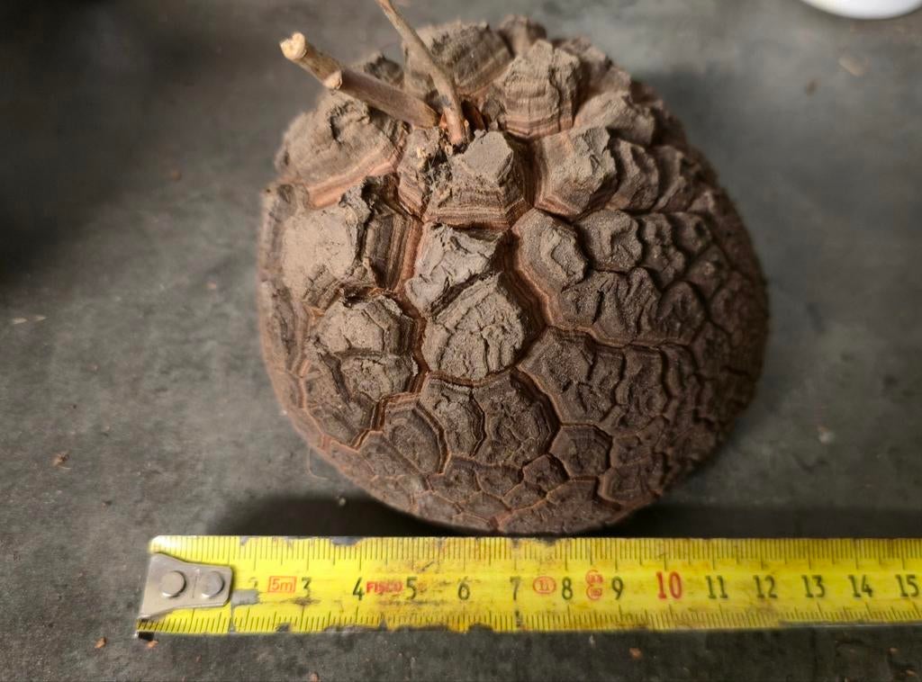 Dioscorea elephantipes - Olifantenpoot 12cm, Ophalen of Verzenden
