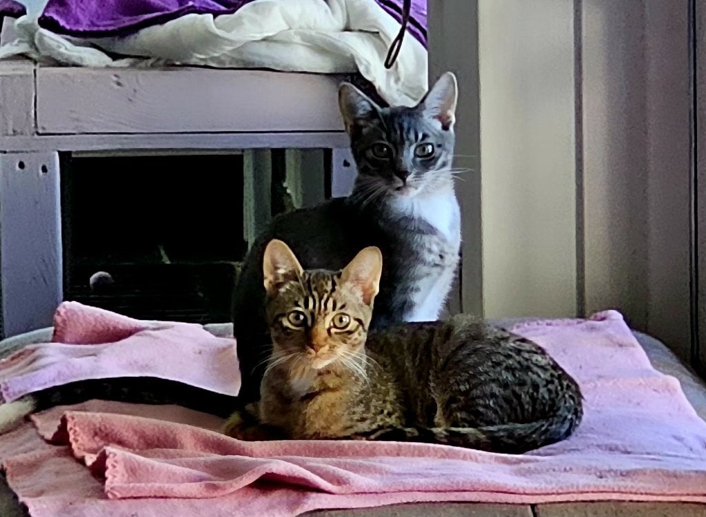 Twee kittens cypers broer en zus 4 mnd, Meerdere dieren, Gechipt, 0 tot 2 jaar