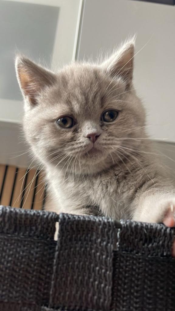 5 britse korthaar kittens., Dieren en Toebehoren, Katten en Kittens | Raskatten | Langhaar, Ingeënt
