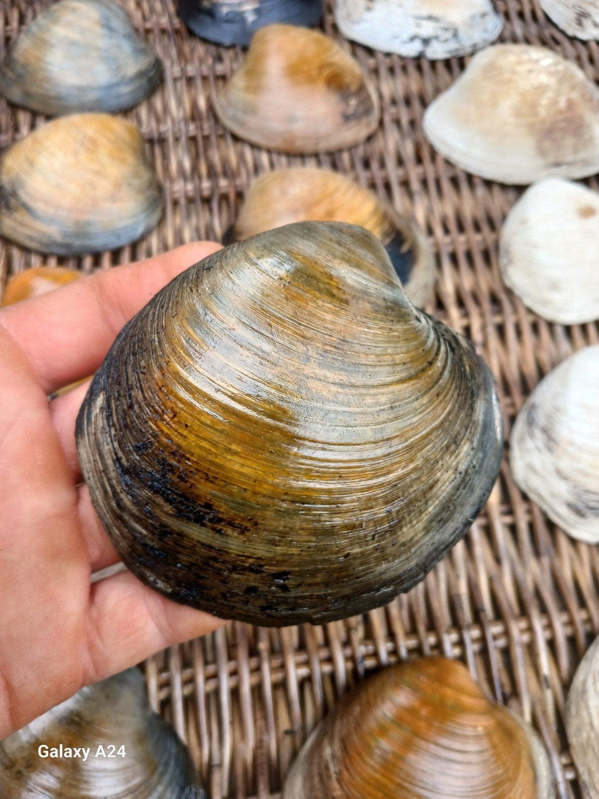 Noordkromp Schelp (oudste dier ter wereld), Ophalen of Verzenden