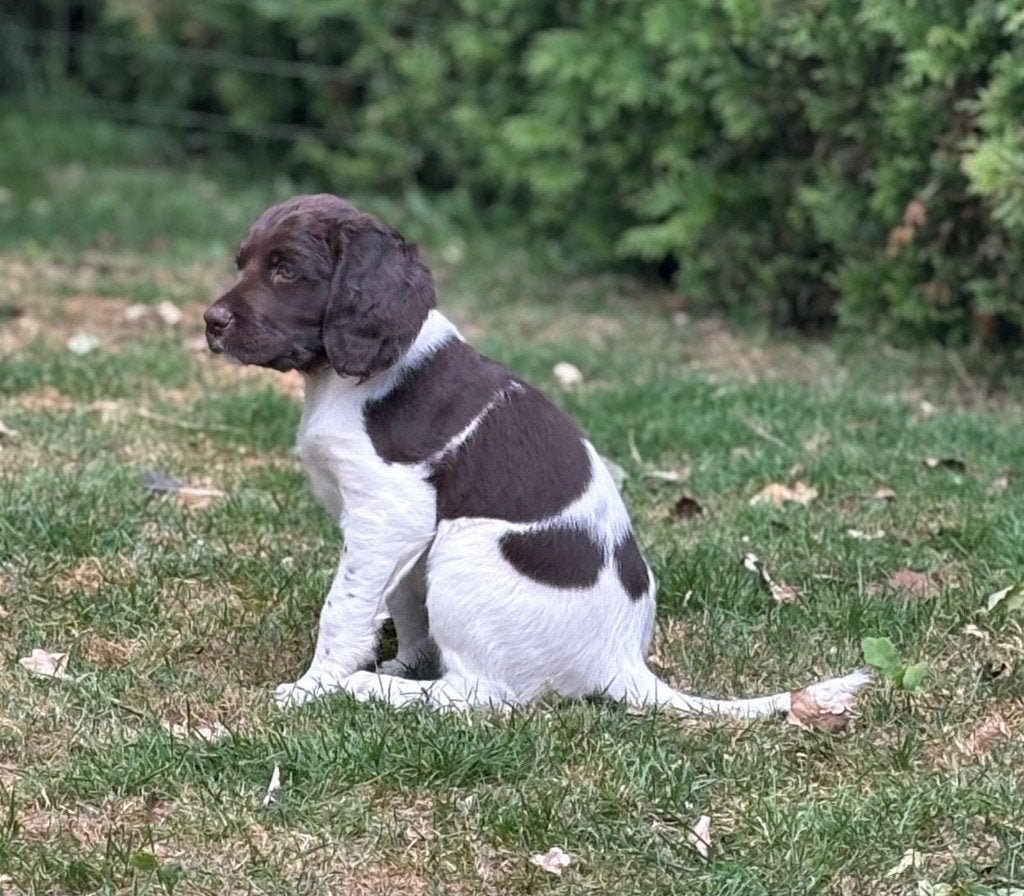 Te koop Heidewachtel pups met stamboom, Dieren en Toebehoren, Parvo, 8 tot 15 weken, Meerdere, Nederland
