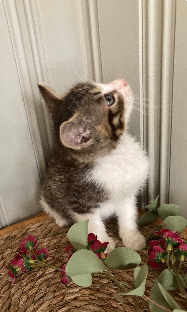 Kitten kittens, Meerdere dieren