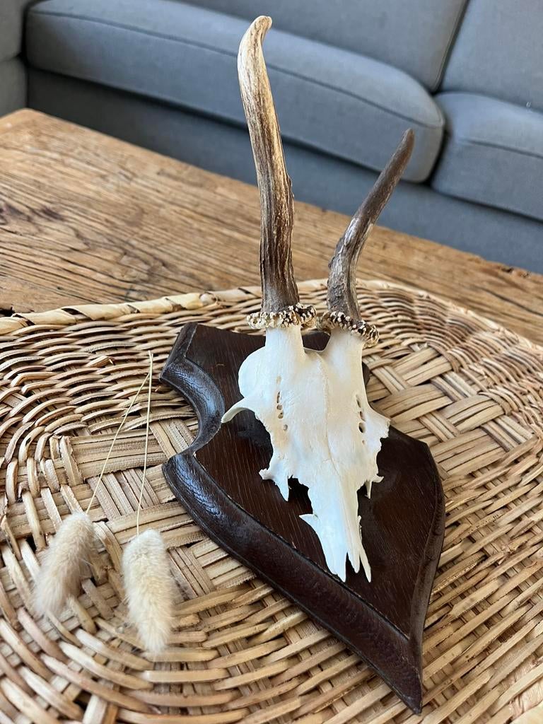 Reeën trofee uit 1981, Ophalen of Verzenden