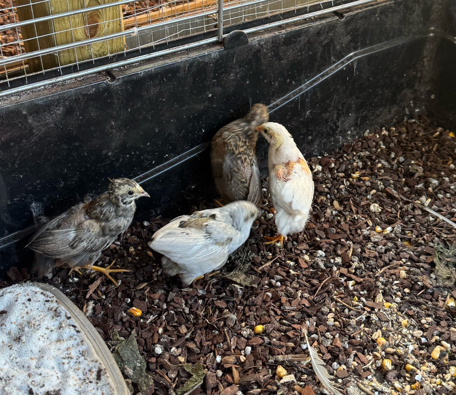 3 jonge kwartels – 1 haan & 2 hennetjes, Meerdere dieren, Overige soorten