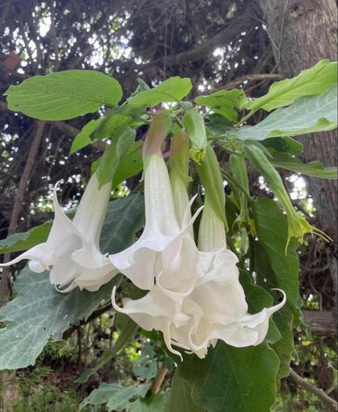 Biologische Brugmansia stekjes planten met 30cm grote bloem, Overige soorten, Ophalen of Verzenden, In pot, Minder dan 100 cm