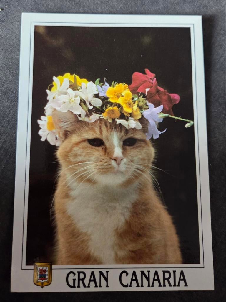 Poes met bloemenkrans op kopje - Gran Canaria, Verzenden, 1980 tot heden, Gelopen, Hond of Kat